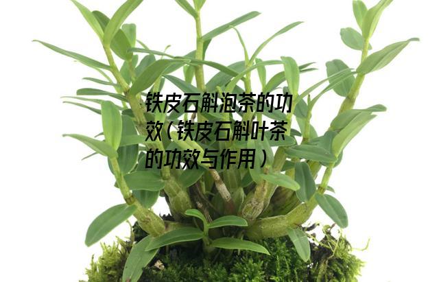 铁皮石斛泡茶的功效