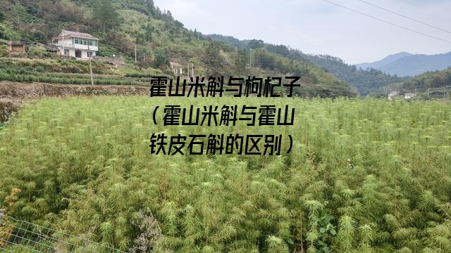 霍山米斛与枸杞子