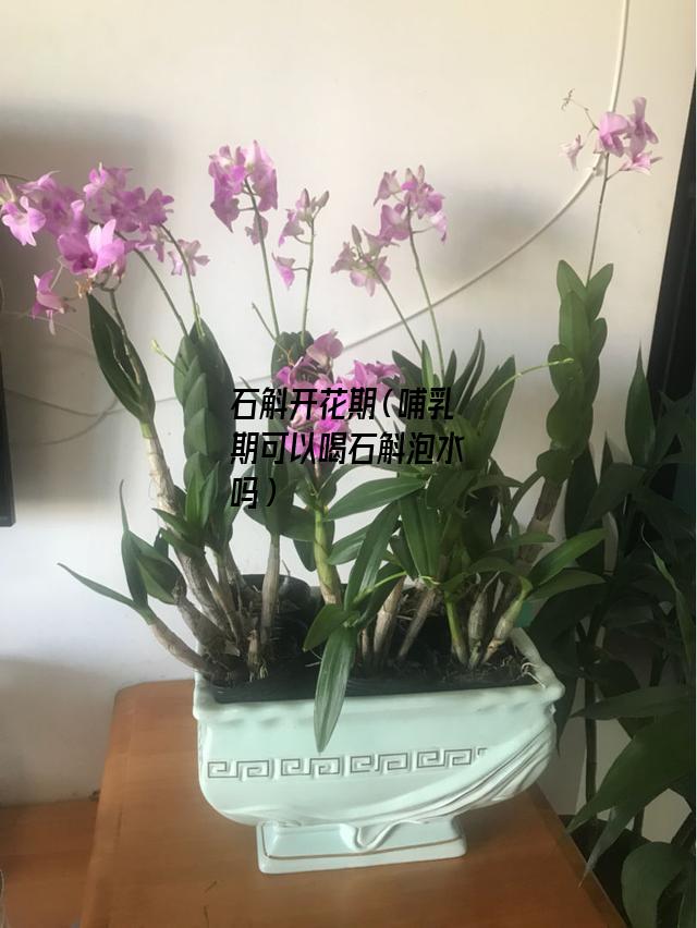 石斛开花期