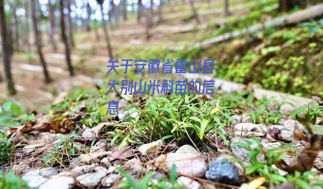 安徽省霍山县大别山米斛苗