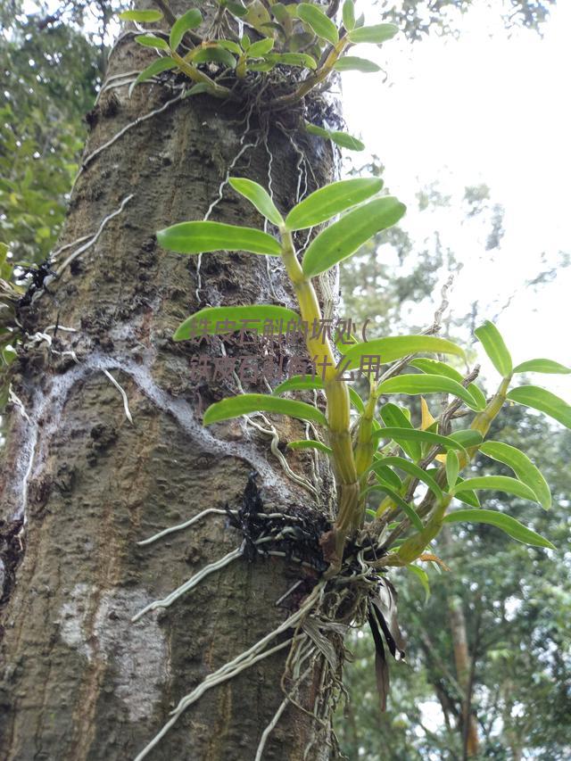 铁皮石斛的坏处