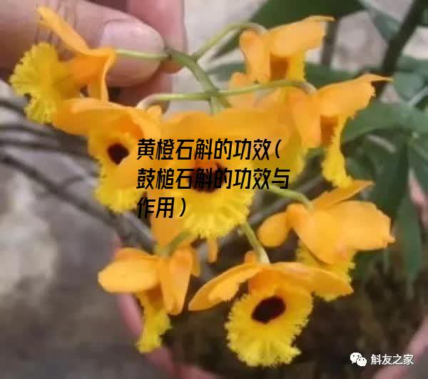 黄橙石斛的功效