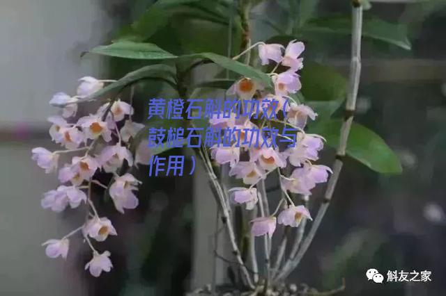 黄橙石斛的功效