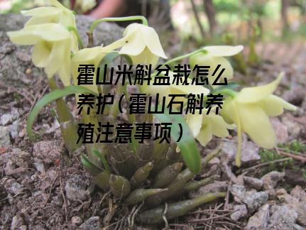 霍山米斛盆栽怎么养护