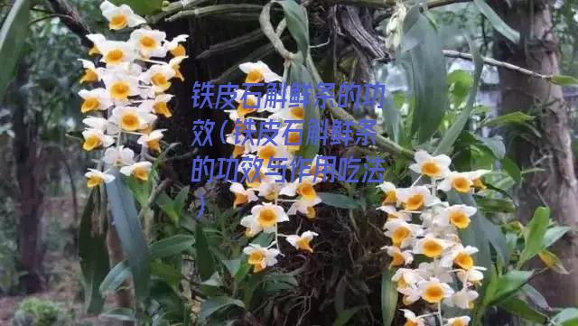 铁皮石斛鲜条的功效