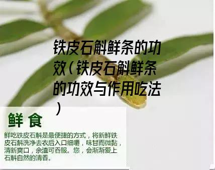 铁皮石斛鲜条的功效