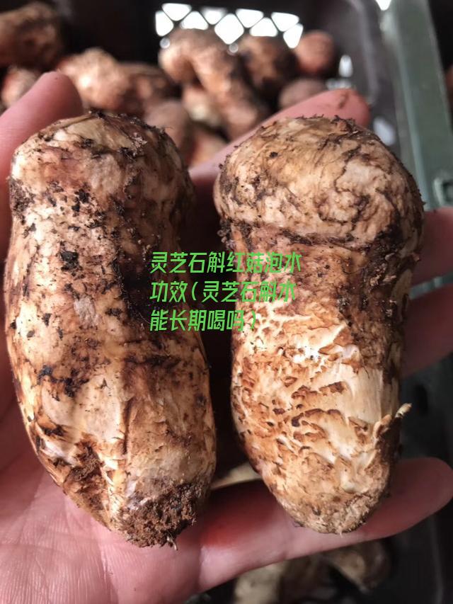 灵芝石斛红菇泡水功效