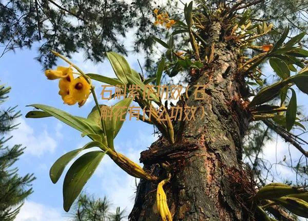 石斛紫花功效