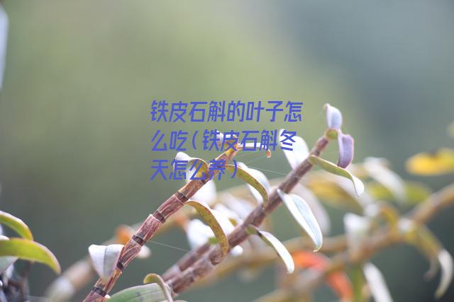 铁皮石斛的叶子怎么吃