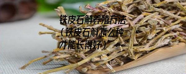 铁皮石斛养殖方法