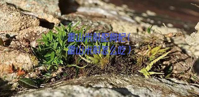 霍山米斛配枸杞