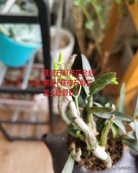 铁皮石斛开花会结果吗