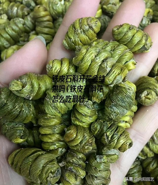 铁皮石斛开花会结果吗