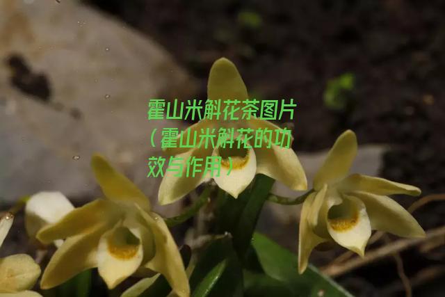 霍山米斛花茶图片