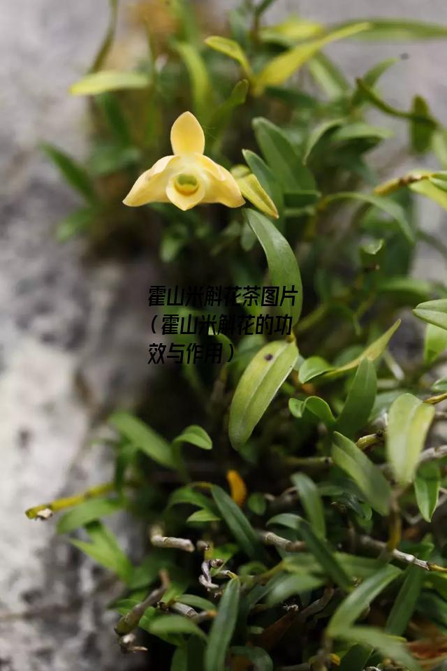 霍山米斛花茶图片