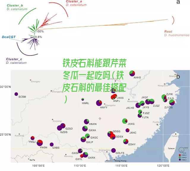 铁皮石斛能跟芹菜冬瓜一起吃吗