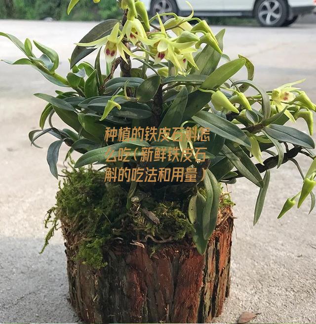 种植的铁皮石斛怎么吃