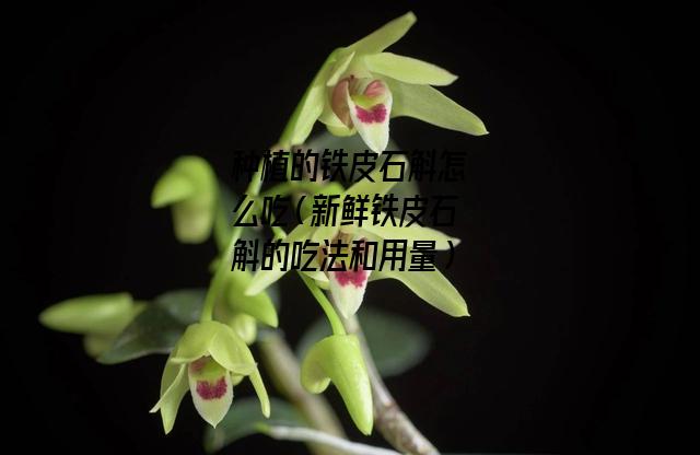 种植的铁皮石斛怎么吃