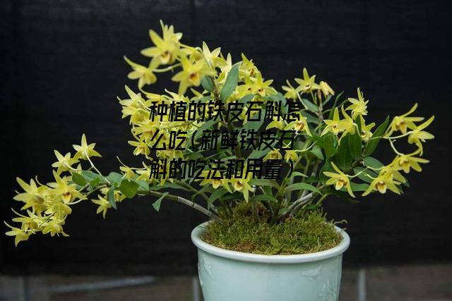 种植的铁皮石斛怎么吃