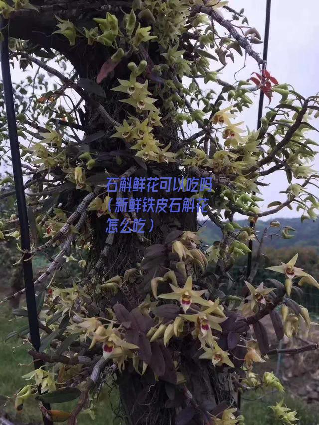 石斛鲜花可以吃吗