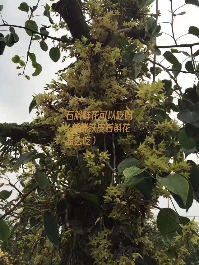 石斛鲜花可以吃吗