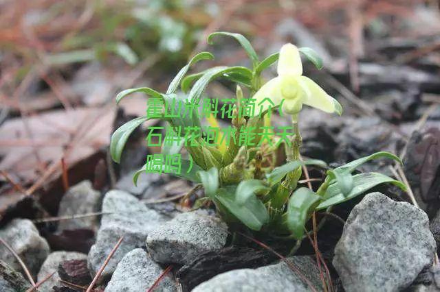 霍山米斛花简介