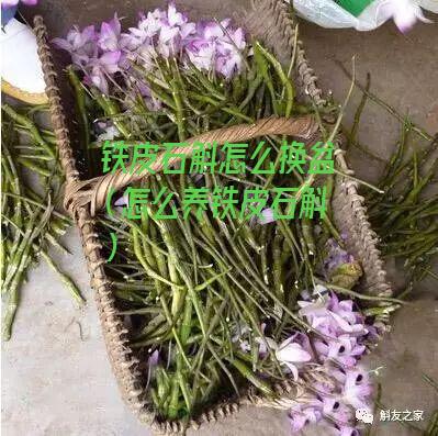 铁皮石斛怎么换盆