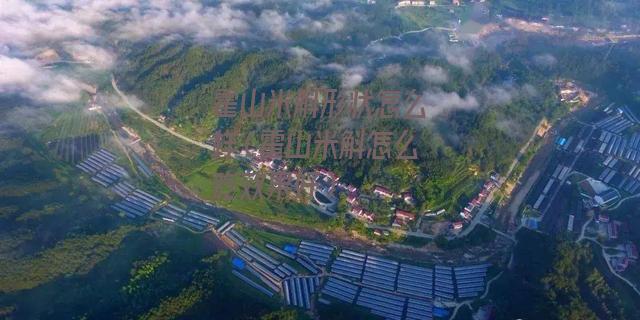 霍山米斛形状怎么样