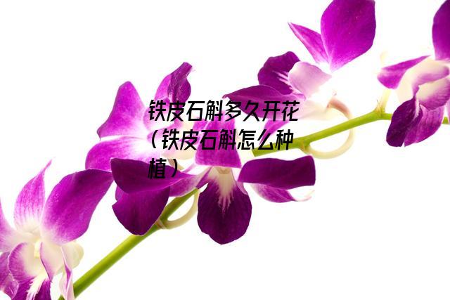 铁皮石斛多久开花