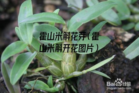 霍山米斛花芽（霍山米斛开花图片）