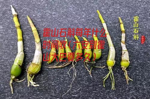 霍山石斛每年什么时间收