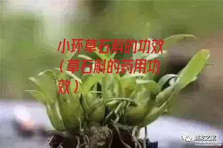 小环草石斛的功效