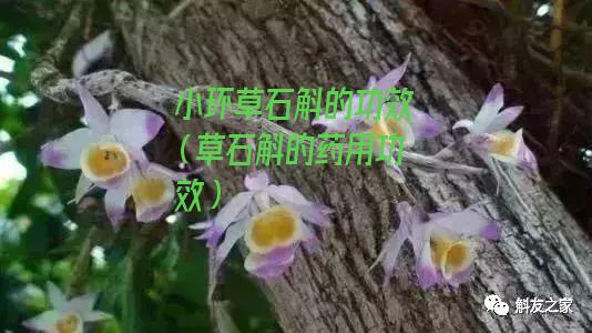 小环草石斛的功效