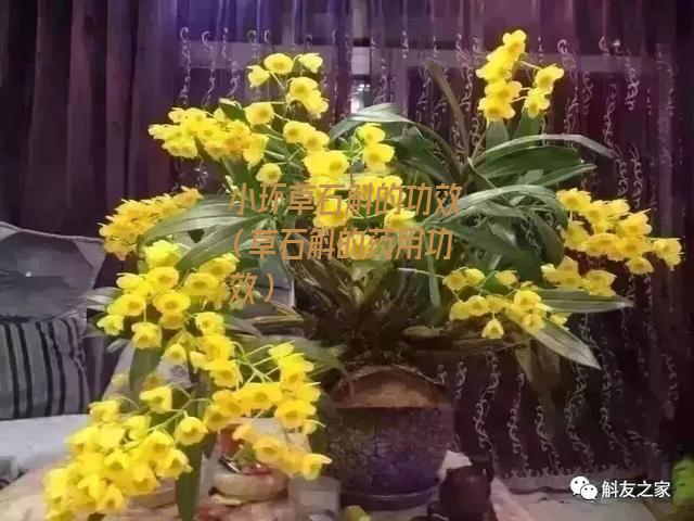 小环草石斛的功效