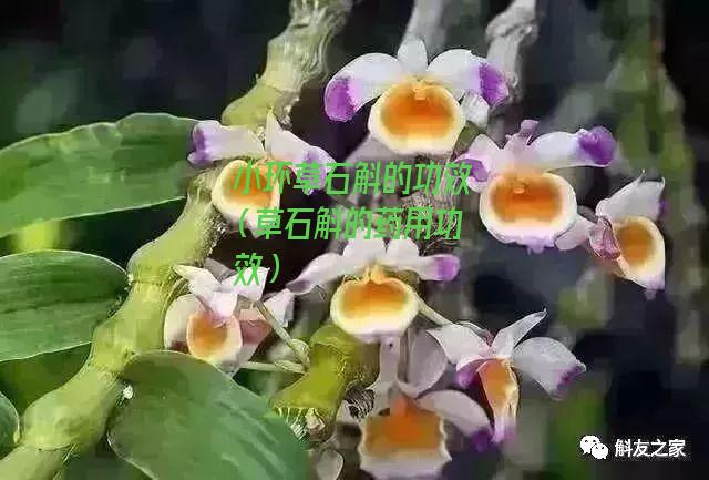 小环草石斛的功效