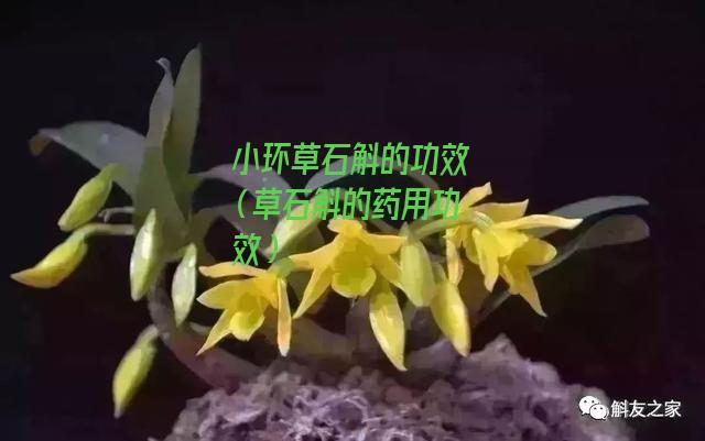 小环草石斛的功效