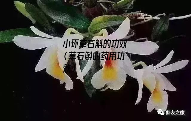 小环草石斛的功效