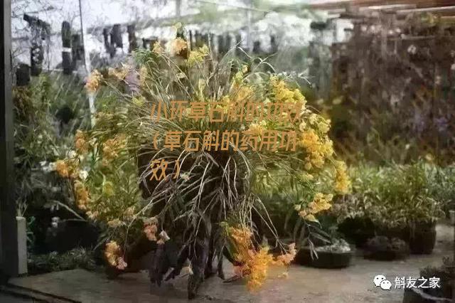 小环草石斛的功效