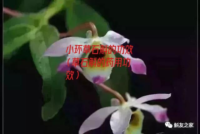 小环草石斛的功效