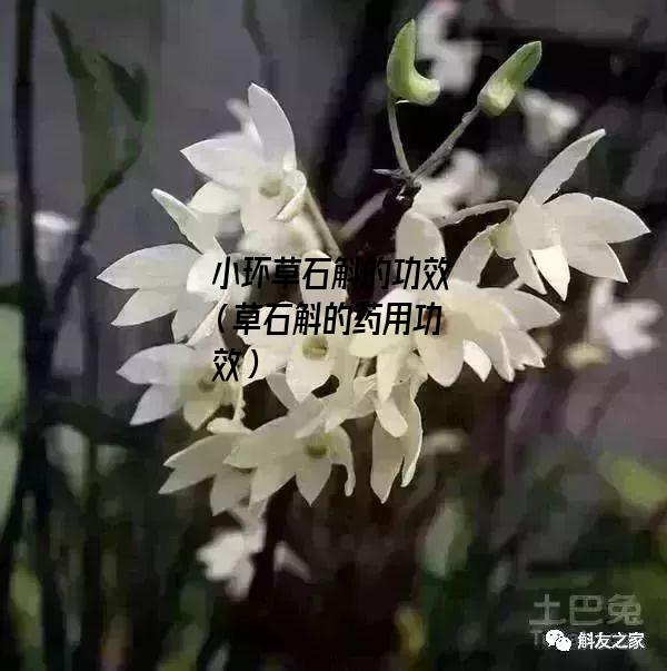 小环草石斛的功效