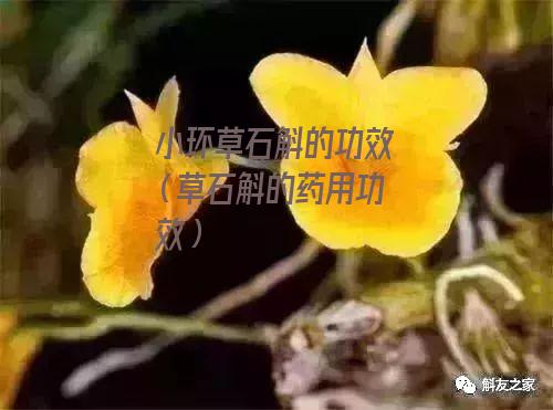 小环草石斛的功效