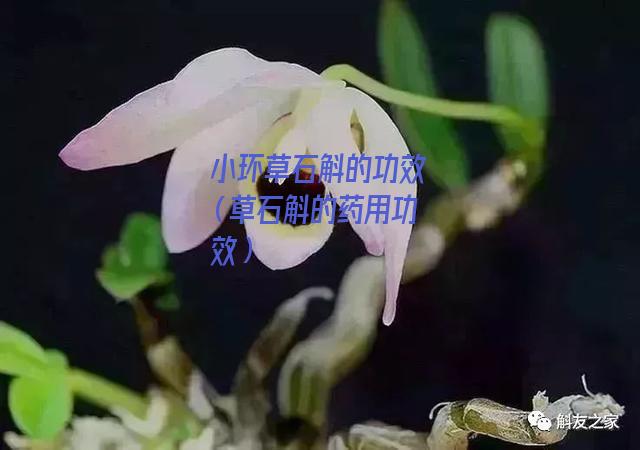 小环草石斛的功效