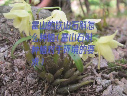 霍山的铁山石斛怎么种植