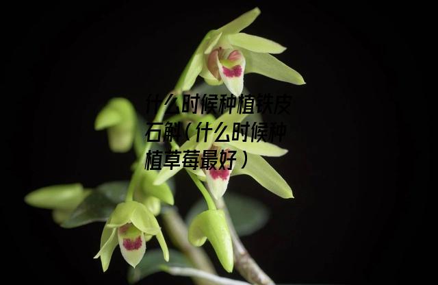 什么时候种植铁皮石斛