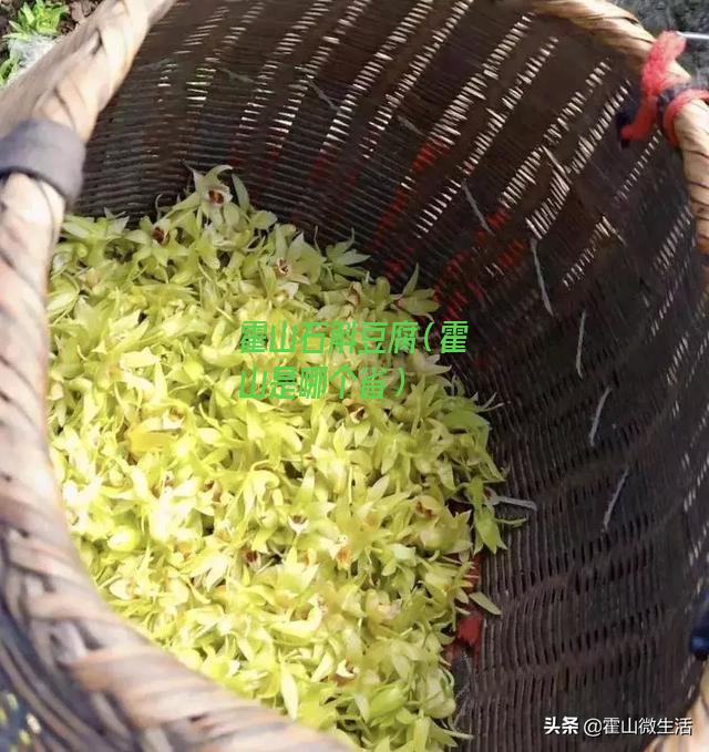 霍山石斛豆腐