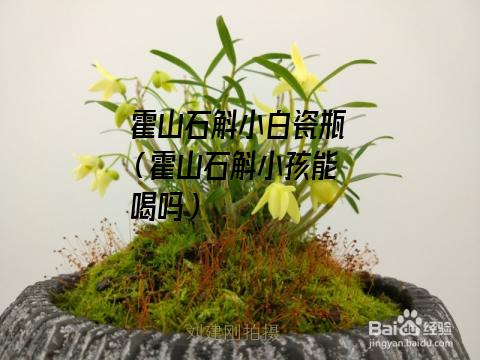 霍山石斛小白瓷瓶（霍山石斛小孩能喝吗）