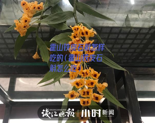 霍山铁皮石斛怎样吃的