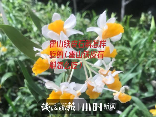 霍山铁皮石斛怎样吃的