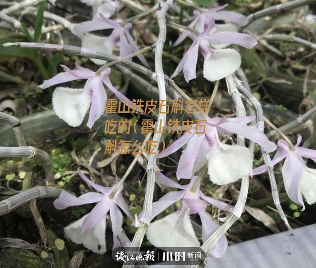 霍山铁皮石斛怎样吃的