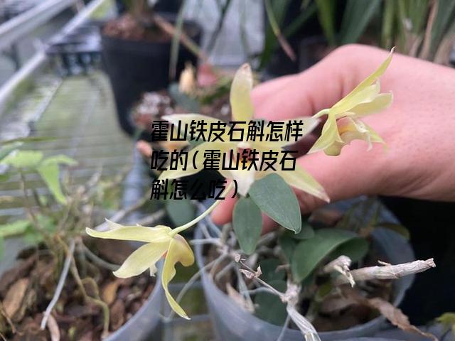 霍山铁皮石斛怎样吃的